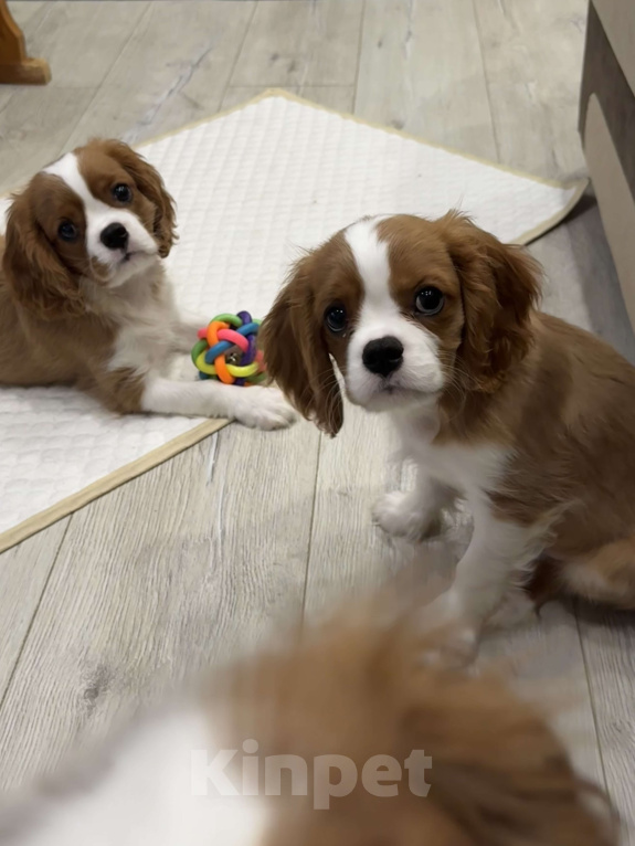Собаки в Владимире: Щенки Кавалер Кинг Чарльз Спаниеля РКФ Мальчик, 75 000 руб. - фото 1