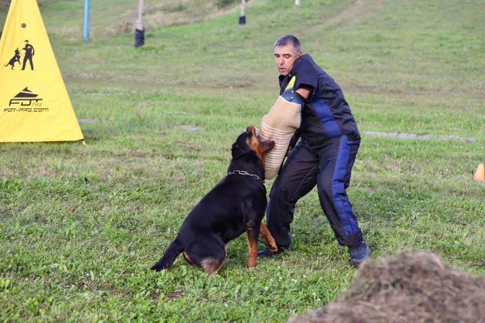 Собаки в Рязани: Щенки ротвейлерр Девочка, 50 000 руб. - фото 3