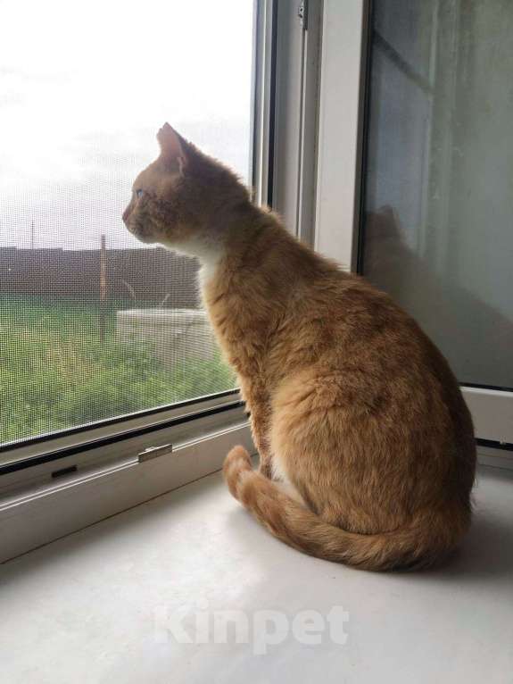 Кошки в Дмитрове: Поддержите котика Степу. Мальчик, Бесплатно - фото 2