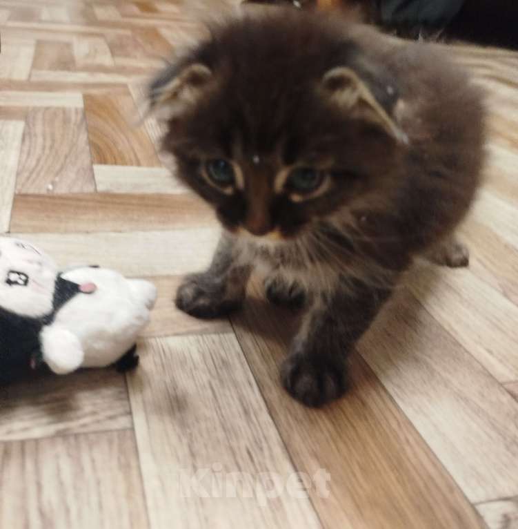 Кошки в Екатеринбурге: Отдам кота в добрые руки  Мальчик, Бесплатно - фото 2