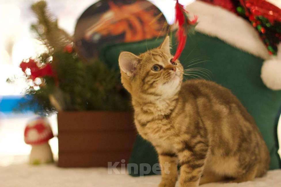 Кошки в Москве: Британский котенок Харизма Девочка, 50 000 руб. - фото 6