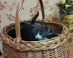 Кошки в Дмитрове: маленький котенок ищет семью Девочка, Бесплатно - фото 3