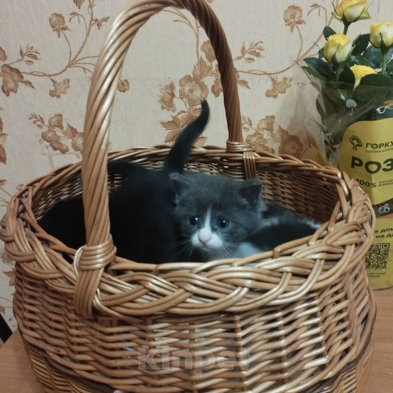 Кошки в Дмитрове: маленький котенок ищет семью Девочка, Бесплатно - фото 3