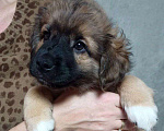 Собаки в Подольске: Щенок мальчик  Мальчик, 100 руб. - фото 1