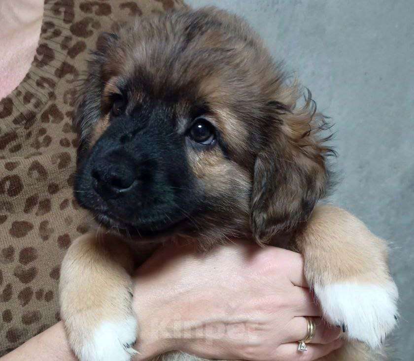 Собаки в Подольске: Щенок мальчик  Мальчик, 100 руб. - фото 1