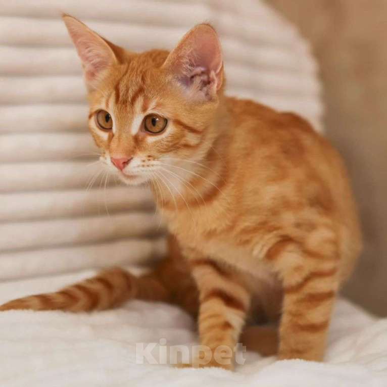 Кошки в Москве: Фанте срочно нужен дом 🆘️ Девочка, Бесплатно - фото 2