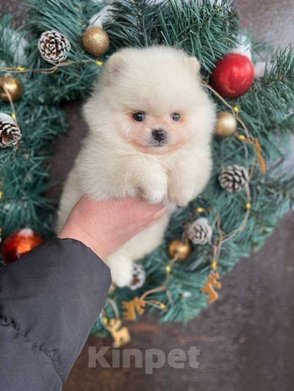 Собаки в Казани: Мини мишки  Девочка, 35 000 руб. - фото 2