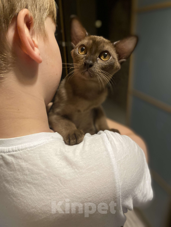 Кошки в Нижнем Новгороде: Бурманские котята Разнополые, 35 000 руб. - фото 6