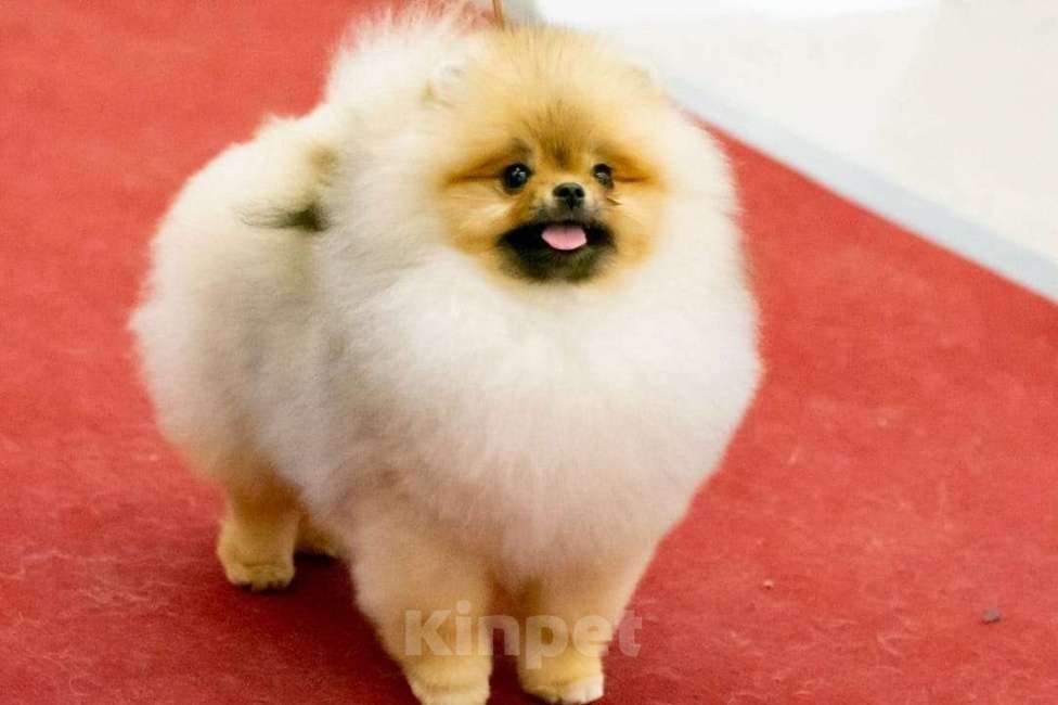 Собаки в Тюмени: Шпиц померанский Мальчик, 40 000 руб. - фото 2