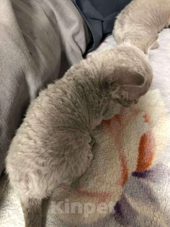 Кошки в Москве: Девон рекс  Мальчик, 60 000 руб. - фото 5