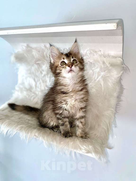 Кошки в Екатеринбурге: Котёнок Мейн-Кун Девочка, 30 000 руб. - фото 1