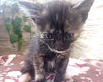 Кошки в Симферополе: Маленькая девочка кошечка  Девочка, Бесплатно - фото 6
