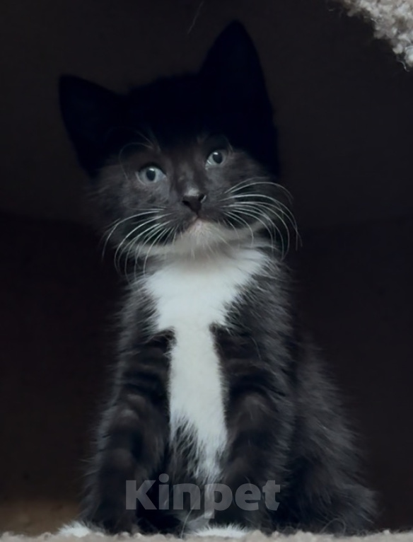 Кошки в Калининграде: Необыкновенно-красивая девочка😽1.5 мес Девочка, Бесплатно - фото 1