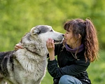 Собаки в Видном: Акелла, метис маламута 5 лет Мальчик, Бесплатно - фото 6
