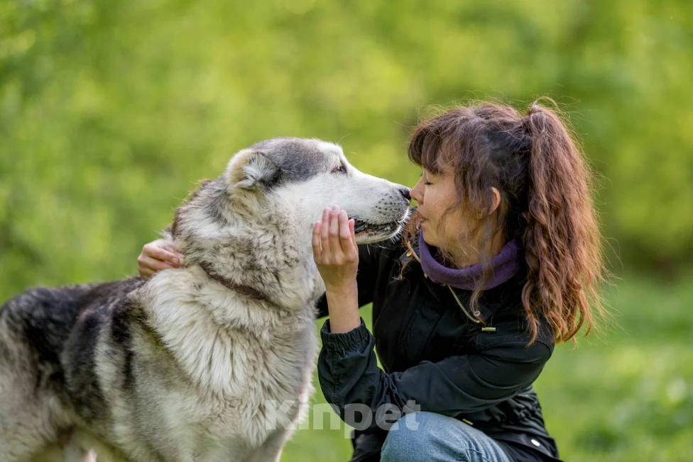 Собаки в Видном: Акелла, метис маламута 5 лет Мальчик, Бесплатно - фото 6