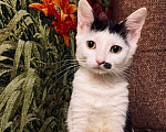 Кошки в Москве: Котенок Мэрилин Монро ищет дом Девочка, Бесплатно - фото 1