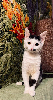 Котенок Мэрилин Монро ищет дом