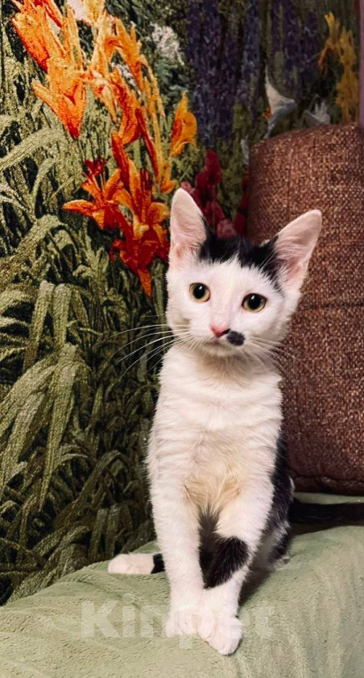 Кошки в Москве: Котенок Мэрилин Монро ищет дом Девочка, Бесплатно - фото 1