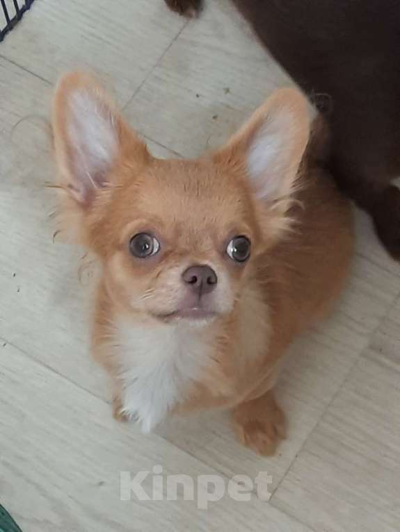 Собаки в Москве: шоколадный и рыжий мальчики чихуахуа Мальчик, 20 000 руб. - фото 3