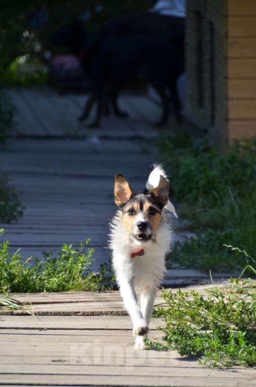 Собаки в Санкт-Петербурге: Собака в добрые руки Девочка, 10 руб. - фото 2