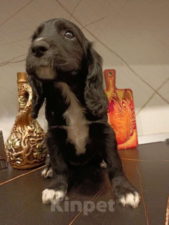 Собаки в Москве: Девочка 1 Девочка, 20 000 руб. - фото 8