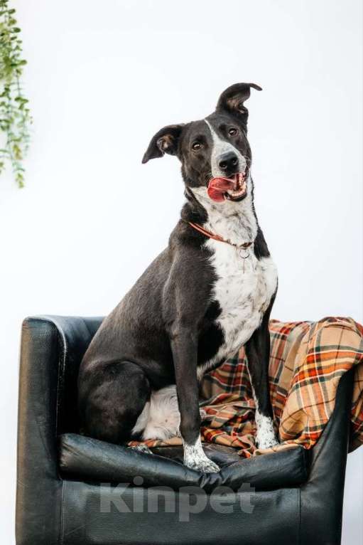 Собаки в Москве: Цирковой пёс Барни в добрые руки Мальчик, 1 руб. - фото 2