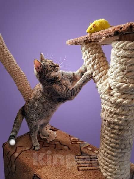 Кошки в Санкт-Петербурге: Кошечка для души Девочка, Бесплатно - фото 3