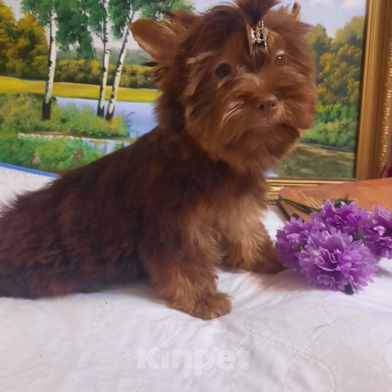 Собаки в Набережных Челнах: Лёвушка Мальчик, 40 000 руб. - фото 4