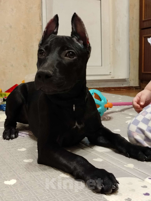 Собаки в Санкт-Петербурге: Питбультерьер Девочка, Бесплатно - фото 3