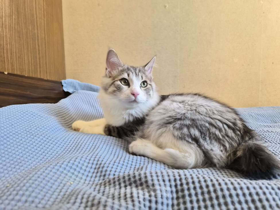 Кошки в Москве: Котёнок мальчик курильский бобтейл Мальчик, 50 000 руб. - фото 2