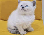 Кошки в Санкт-Петербурге: Рэгдолл котёнок  Девочка, 32 000 руб. - фото 1