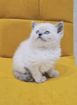 Рэгдолл девочка 