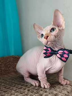 Котенок бамбино