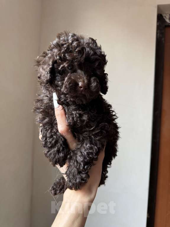 Собаки в Краснодаре: Той-пудель Девочка, 120 000 руб. - фото 3