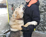 Собаки в Ижевске: Вязка, 1 руб. - фото 2