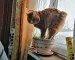 Кошки в Колпашево: Курильский бобтэйл, 1 руб. - фото 4
