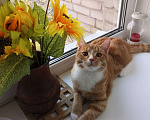 Кошки в Москве: Весёлый котик Шурик в добрые руки Мальчик, 10 руб. - фото 1