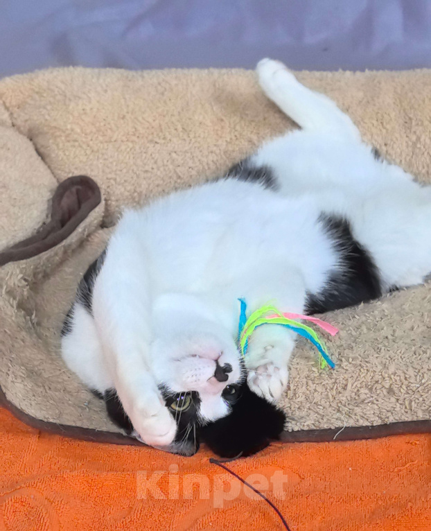 Кошки в Москве: Смешной, милый  котёнок Коржик с мухой на носу ищет дом и семью! Мальчик, Бесплатно - фото 4