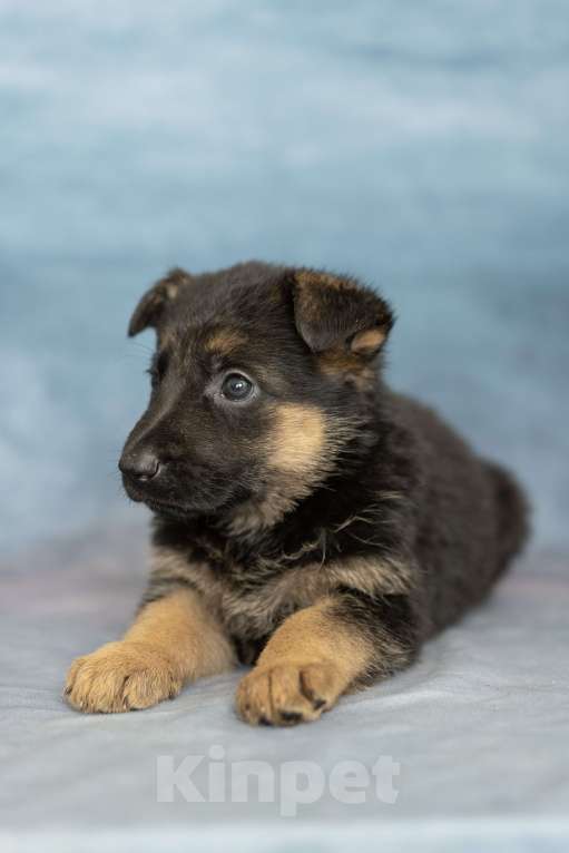 Собаки в Хабаровске: Щенки Немецкой Овчарок  Девочка, 25 000 руб. - фото 3