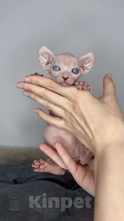 Кошки в Самаре: Котёнок эльф Девочка, 90 000 руб. - фото 8