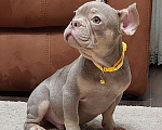 Собаки в Туле: Французский бульдог мальчик изабелла нью шейд Мальчик, 45 000 руб. - фото 1