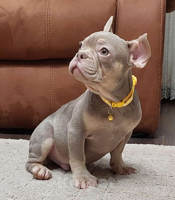 Собаки в Туле: Французский бульдог мальчик изабелла нью шейд Мальчик, 45 000 руб. - фото 1