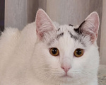 Кошки в Москве: Девочки, записываемся на бровки!  Ищем дом бровястому Федору Мальчик, Бесплатно - фото 1