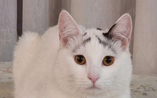 Девочки, записываемся на бровки!  Ищем дом бровястому Федору