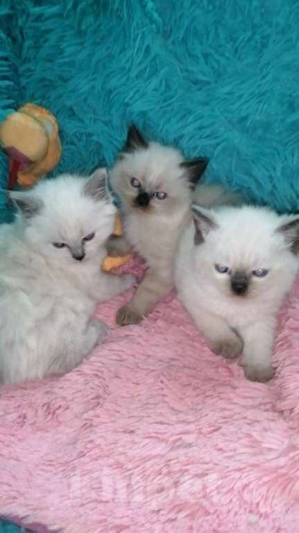 Кошки в Москве: Шотландские котята хайленд  Мальчик, 8 000 руб. - фото 7