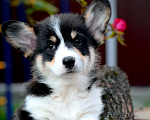 Собаки в Армавире: Мальчишка редкого черноголового окраса Мальчик, 100 000 руб. - фото 1