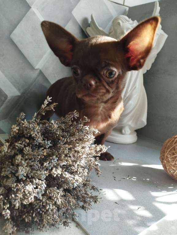 Собаки в Москве: Шоколадные щенки чихуа Девочка, 40 000 руб. - фото 1
