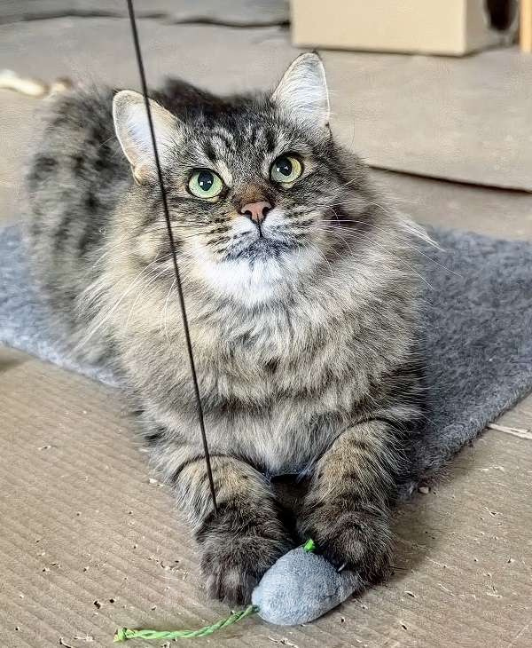 Кошки в Москве: Ласковая кошечка Анфиса ищет семью Девочка, Бесплатно - фото 2