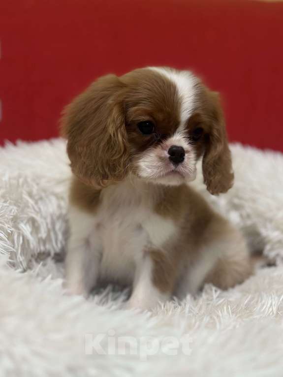 Собаки в Санкт-Петербурге: Щенки кавалер Кинг чарльз спаниеля  Мальчик, 100 000 руб. - фото 2