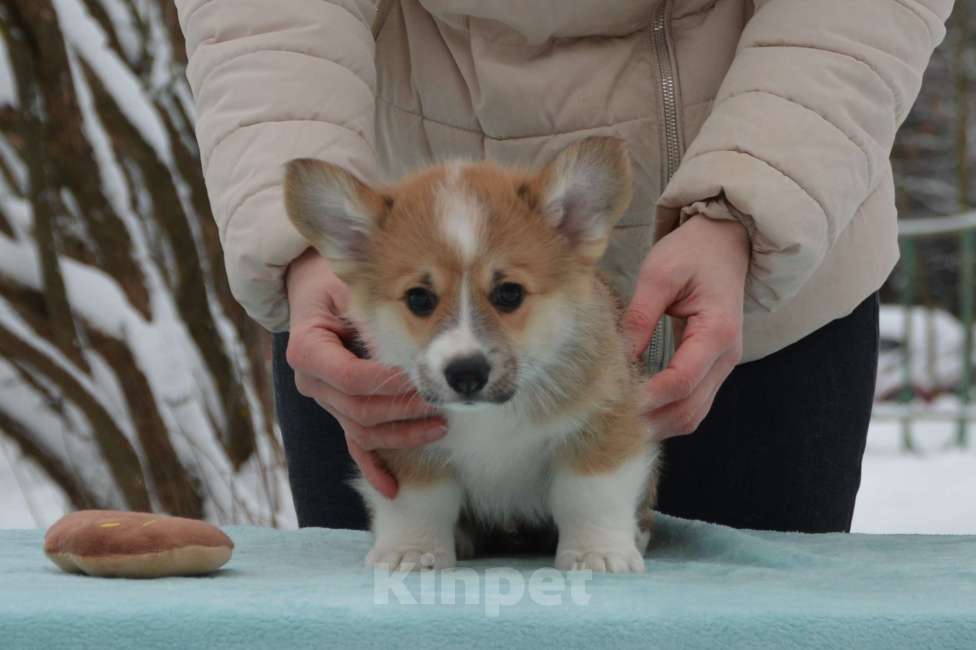 Собаки в Москве: Лерой Мальчик, 80 000 руб. - фото 2